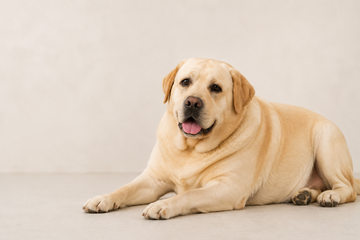 Obesity in Labrador Retrievers: A Vet-Approved Complete Guide to Causes, Nutrition, and Lifestyle Management