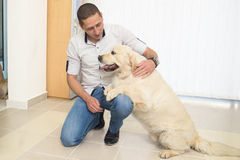 Is Freeze-Dried Food Suitable for Daily Feeding? - Canine Reserve