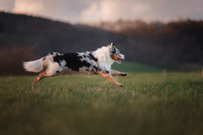 The Role of Protein in Your Pet’s Diet: Building Blocks of Health and Vitality - Canine Reserve