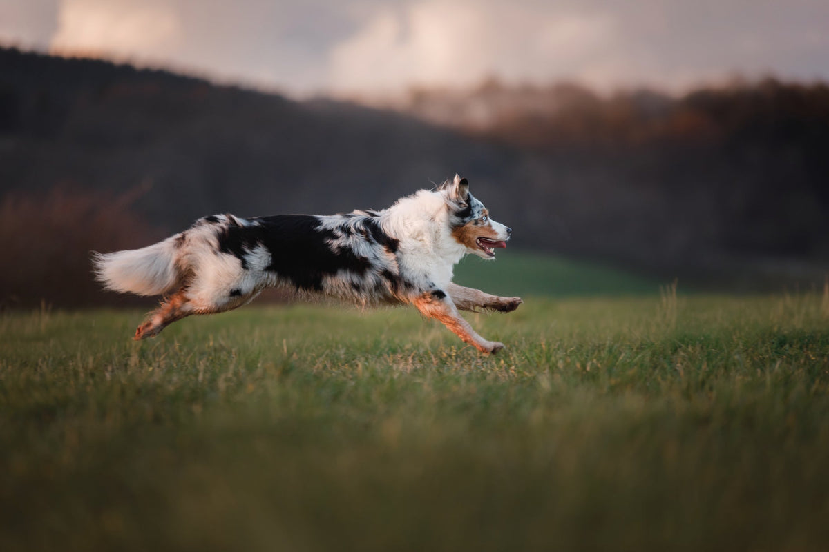 Why Freeze-Dried Nutrition Is Closest to a Dog’s Ancestral Diet