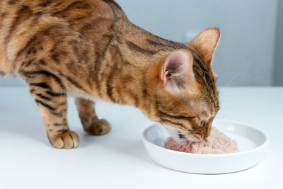 Freeze Dried Cat Food: The Complete Guide for Cat Parents (2025) - Nativfarm