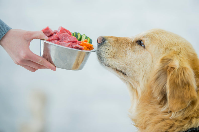 What Is Freeze-Dried Dog Food? A Complete Guide for Modern Dog Parents - Canine Reserve