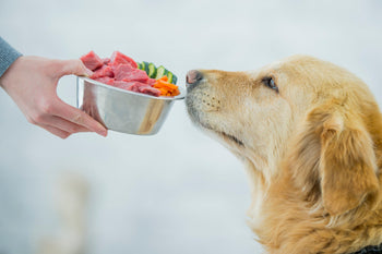 What Is Freeze-Dried Dog Food? A Complete Guide for Modern Dog Parents - Canine Reserve